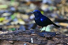 White-tailed Robin